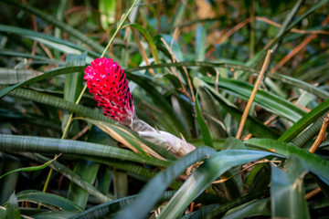 wild plant in the garden