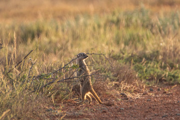 Erdmännchen bewacht Bau in der Karoo