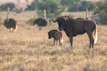 Büffel mit Jungtier in Südafrika