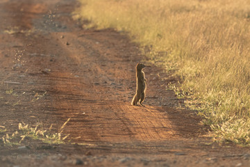 Erdmännchen in der Camdeboo Game Viewing Area in Südafrika