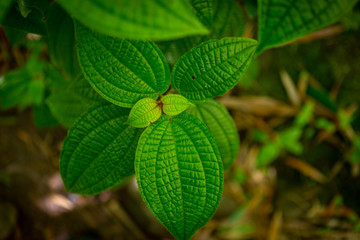 close up of green leaves