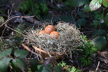 Osternest, Ostern, Nest, Eier, Ostereier, Osterhase, Osterkorb