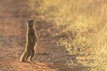 Erdmännchen hält Wache