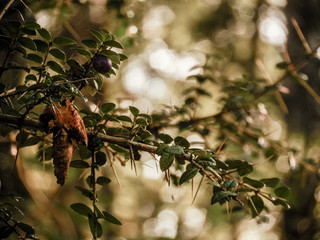 pine tree branches