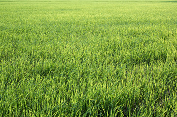 Green rice field in plantation at countryside