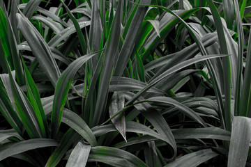 Obraz premium Close up of a plant