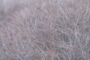 Background with dry branches, dead wood. Shrub texture
