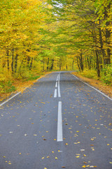 Narrow winding road in yellow autumn forest, with fallen leaves on the road