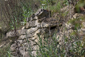 Fototapeta na wymiar An old, overgrown Mediterranean wall
