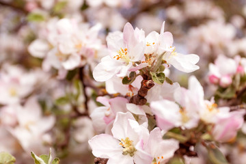 Obraz premium Spring flowering apple tree in garden, background. Macro shooting, photography.