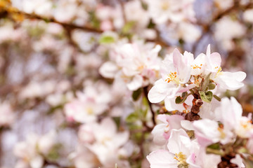 Spring flowering apple tree in garden, background. Macro shooting, photography. Place for text.