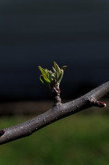 New leaves budding from an apple tree