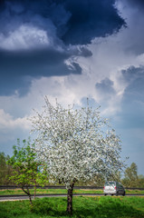 Jabłonka