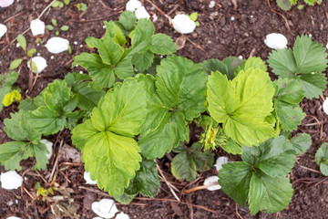 Strawberry bush with green unripe berries.