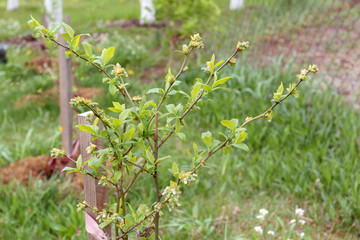 Blueberry bush with green unripe berries.