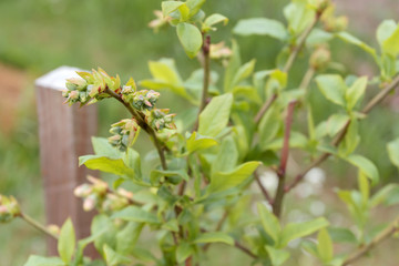 Obraz premium Blueberry bush with green unripe berries.