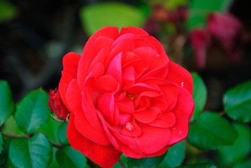 Close up view of a gorgeous red rose flower in Cologne, Germany