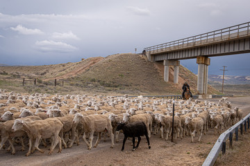 Moving the flock near Fossil WY