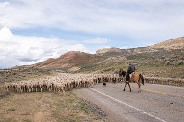 Moving the flock  Fossil WY