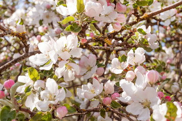 Fototapeta na wymiar Spring flowering apple tree in garden, background. Macro shooting, photography.