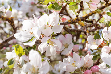 Obraz premium Spring flowering apple tree in garden, background. Macro shooting, photography.