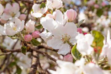 Fototapeta na wymiar Spring flowering apple tree in garden, background. Macro shooting, photography.