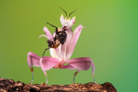 Pink colors of orchid mantis with his prey
