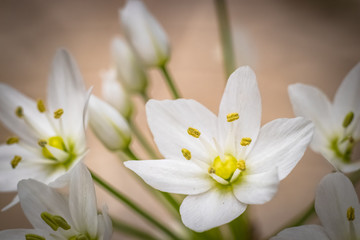 Fototapeta na wymiar White small flowers