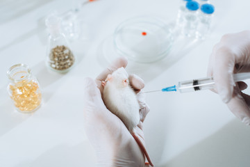 partial view of veterinarian in latex gloves holding syringe with vaccine near white mouse