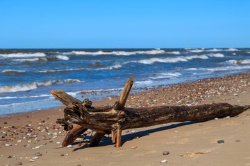Tree trunk by the sea of a pine tree fallen during a storm