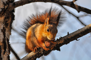 Eurasian red squirrel sits on a tree branch and gnaws a nut. (Sciurus vulgaris).