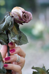 Hand with pink manicure holding dry rose. Selective focus.