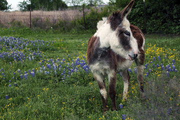 Donkey in Bluebonnet Field
