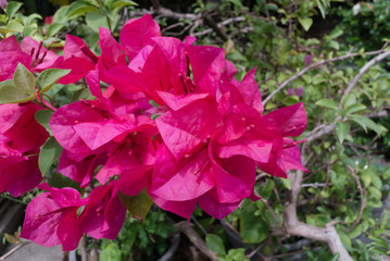 Close up pink Bougainvillea flower
