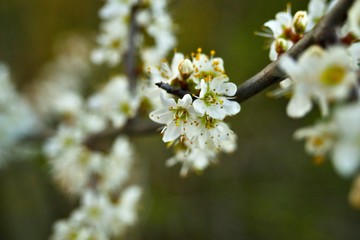 apple tree blossom