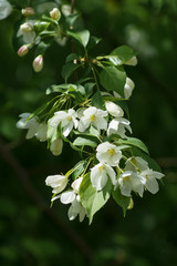 apple tree blossom vertical format