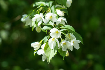 white apple tree flowers in the garden horizontal format