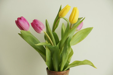 bouquet of tulips on light green background