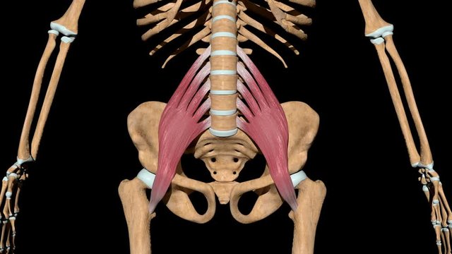 Psoas Major Muscles on Skeleton