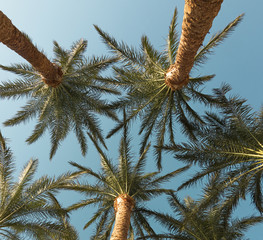 tops of date palms. Green palm leaves against the blue sky
