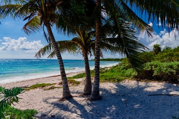 Obraz na płótnie Canvas Caribbean landscape with palm trees on biamca beach Playa del Carmen Mexico