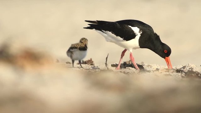 Great Oystercatcher, wildlife, close up, ornithology, Haematopus ostralegus