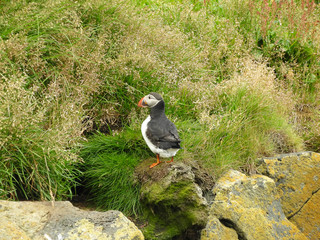 Icelandic Puffins nestling on rocks