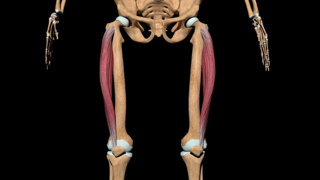 Vastus Lateralis Muscles on Skeleton
