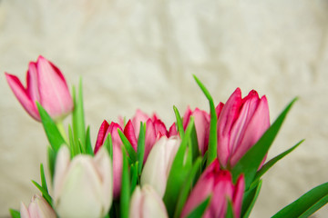 Spring seasonal flowers tulips on a plain background