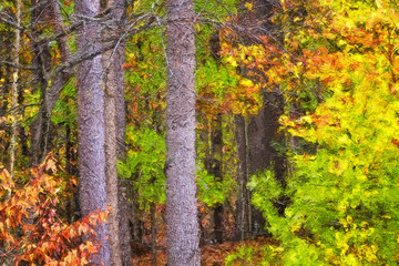 Impressionistic Style Artwork of Autumn Colors Hidden Deep in the Green Forest