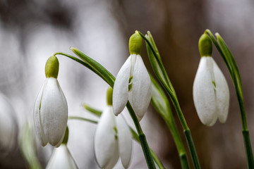 Przebiśniegi © Sławomir Bodnar