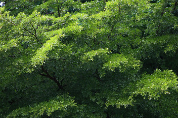 Leaves Tropical forest trees texture background wallpaper
