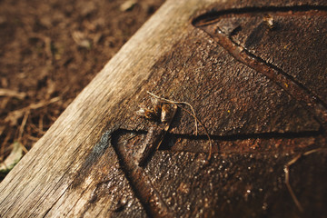 Details of beekeeping close up. Bees drink water from a wooden board