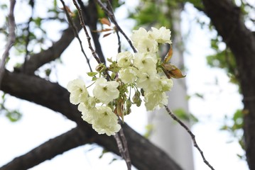 Prunus salicina (Japanese plum)blossoms / Rosaceae deciduous tree.